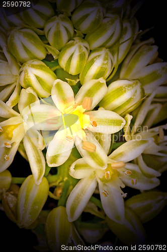 Image of squill, medicine plant