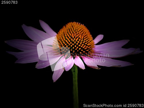 Image of coneflower, Echinacea purpurea