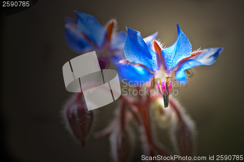 Image of Borage, spice and medicine