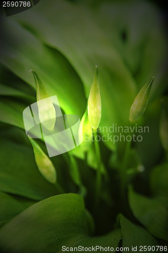 Image of flower of wild garlic