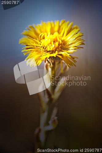 Image of Huflattich, Tussilago farfara