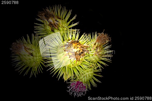 Image of burdock flower