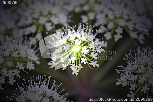 Image of Angelica sylvestris, medicinal plant