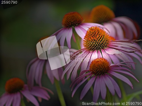 Image of coneflower, Echinacea purpurea