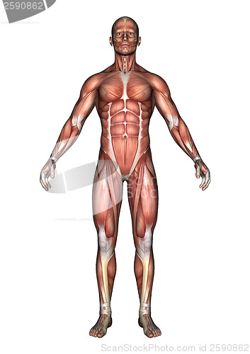 Image of Male Anatomy Figure