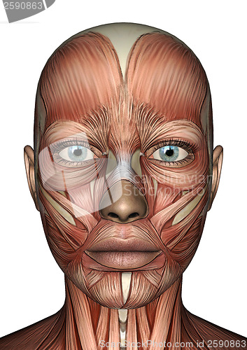Image of Female Anatomy Face