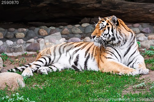 Image of Tiger