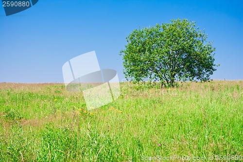 Image of Tree and field
