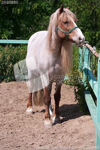 Image of Horse