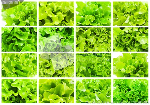 Image of Lettuce