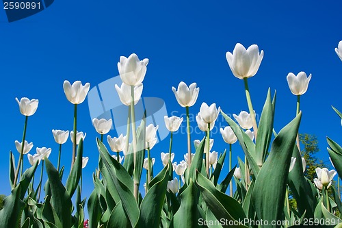 Image of Tulip flowers