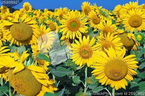 Image of Sunflowers