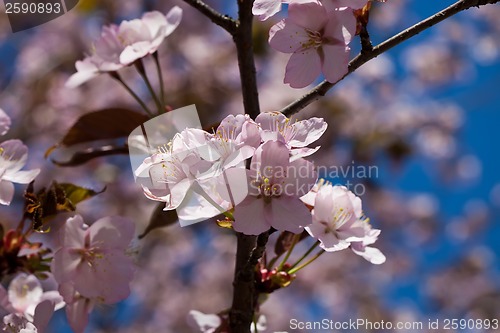 Image of Cherry blossom