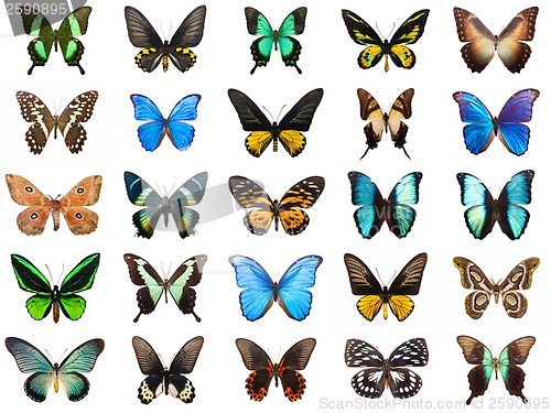 Image of Tropical butterflies