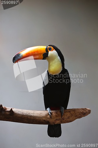 Image of Toucan