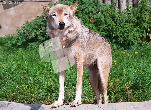 Image of Wolf