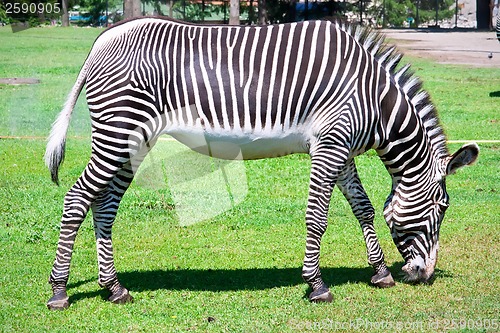 Image of Zebra