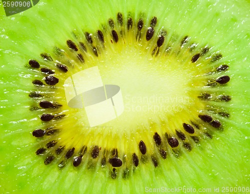 Image of Kiwi