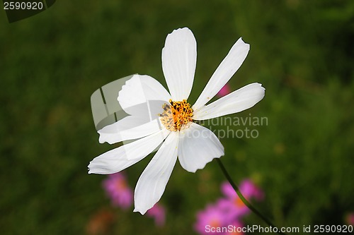 Image of Aster Flower