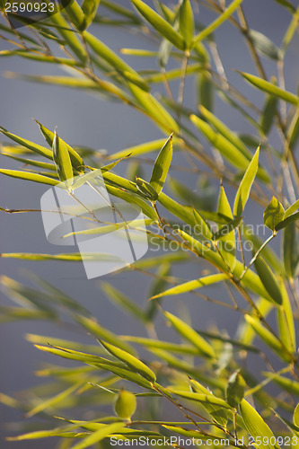 Image of Bamboo Leaves