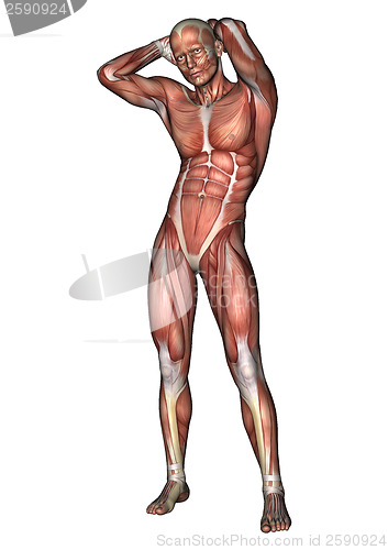 Image of Male Anatomy Figure