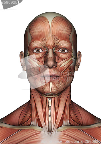 Image of Male Anatomy Face
