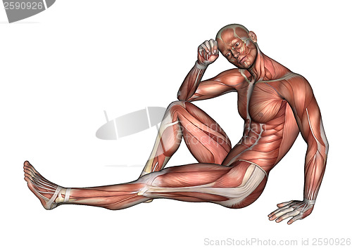 Image of Male Anatomy Figure 