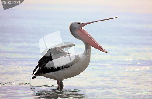 Image of Australian Pelican  Pelecanus conspicillatus