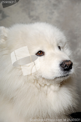 Image of Face of sad samoyed dog