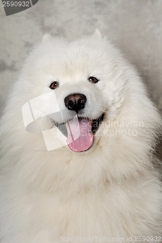 Image of Face of happy samoyed dog