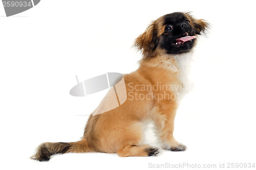 Image of Puppy dog sitting on white background