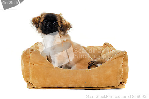 Image of Puppy in dog bed