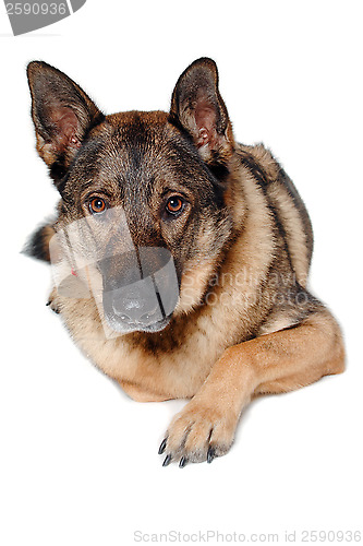 Image of German shepherd dog on white background