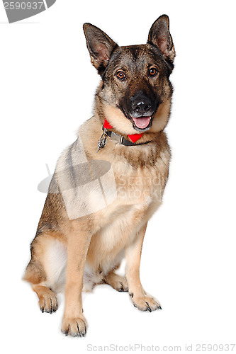 Image of German shepherd dog on white background