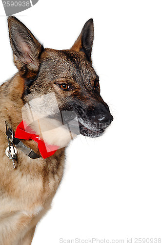 Image of Angry german shepherd dog