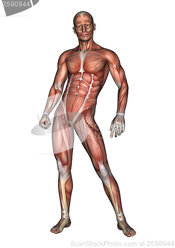 Image of Male Anatomy Figure