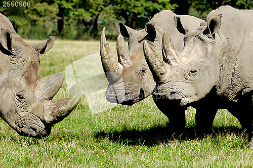 Image of Group of rhino