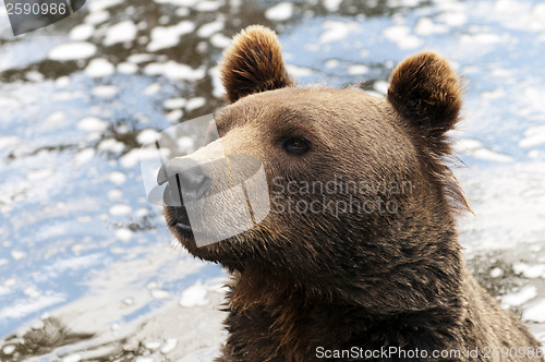 Image of Brown bear