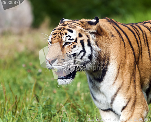 Image of Tiger