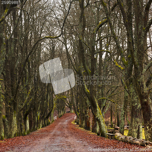 Image of A path and alley