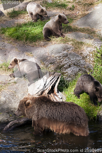 Image of Brown bear