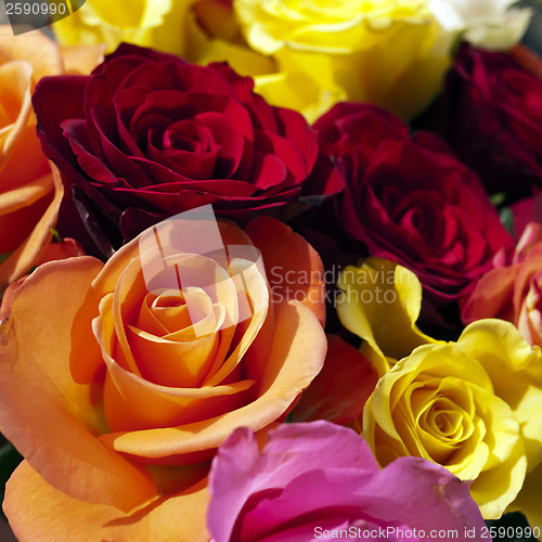 Image of Roses