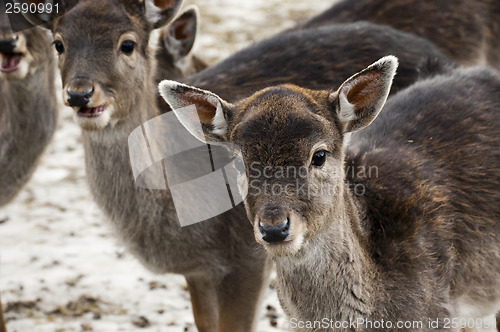 Image of Fallow deer