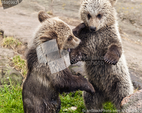 Image of Young bears