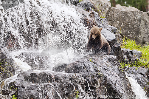 Image of Young bear