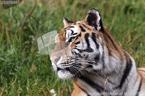 Image of Tiger