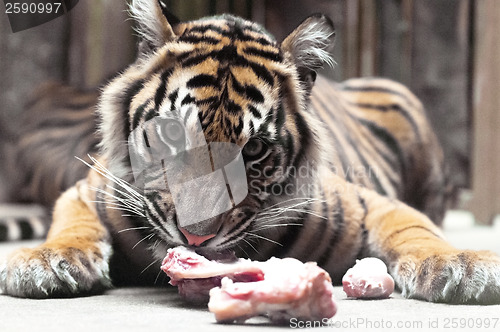 Image of Young Tiger