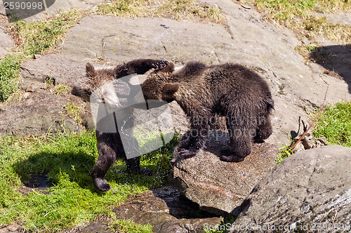 Image of Young -bears