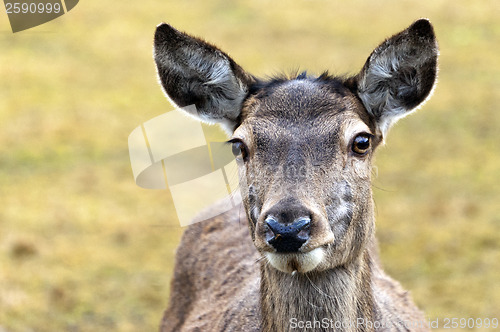 Image of Deer