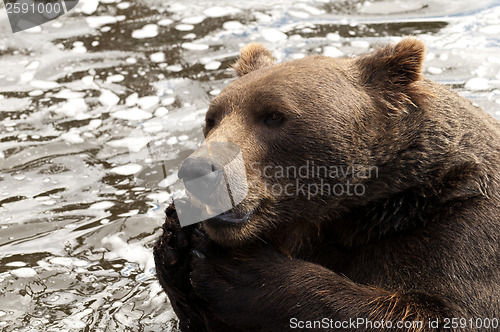 Image of Brown bear